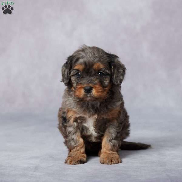 Olive, Cavapoo Puppy